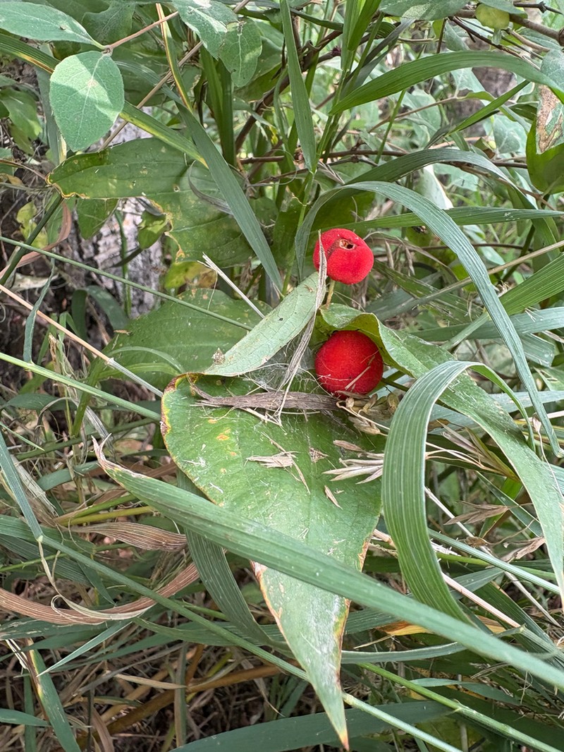 Roughfruit Fairybells photo 4