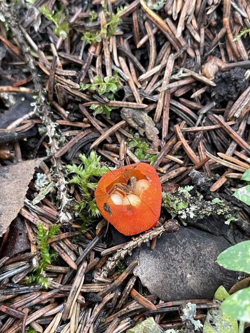 Roughfruit Fairybells photo 5