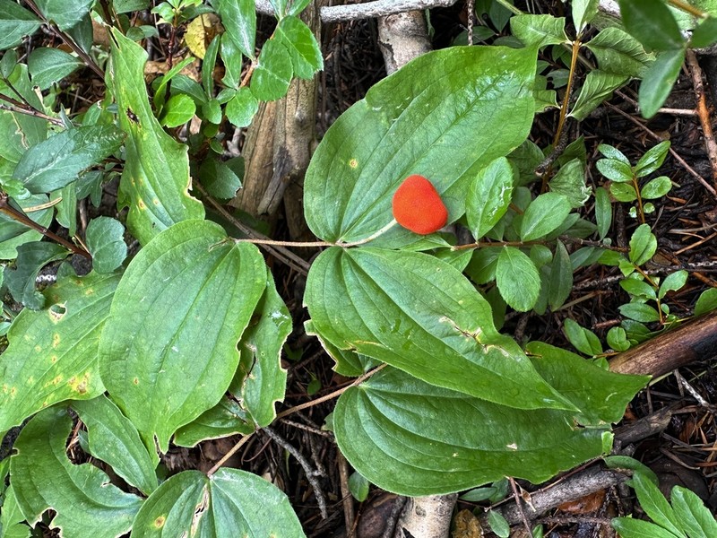 Roughfruit Fairybells photo 6