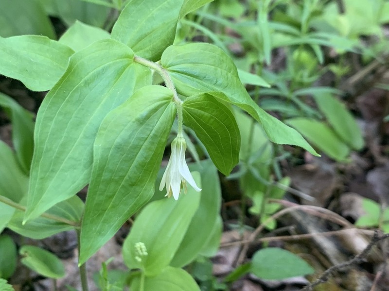 Roughfruit Fairybells photo 7