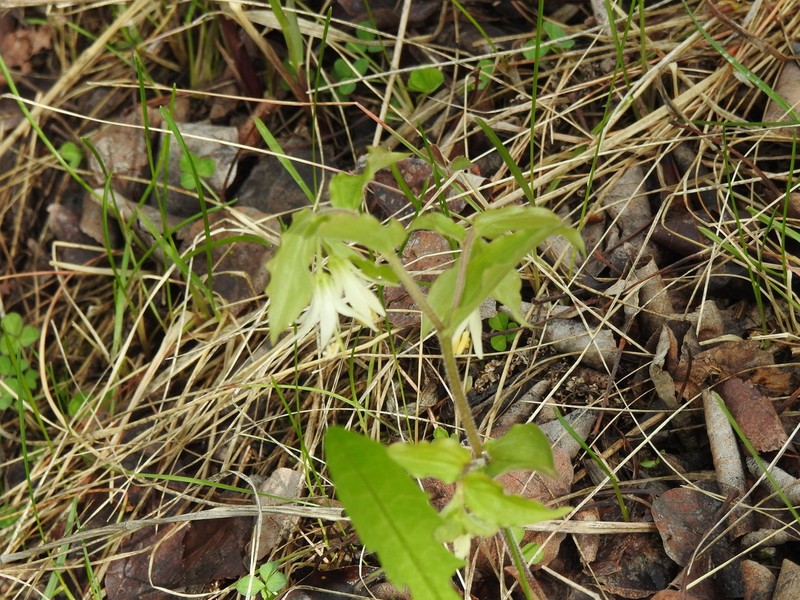 Roughfruit Fairybells photo 8