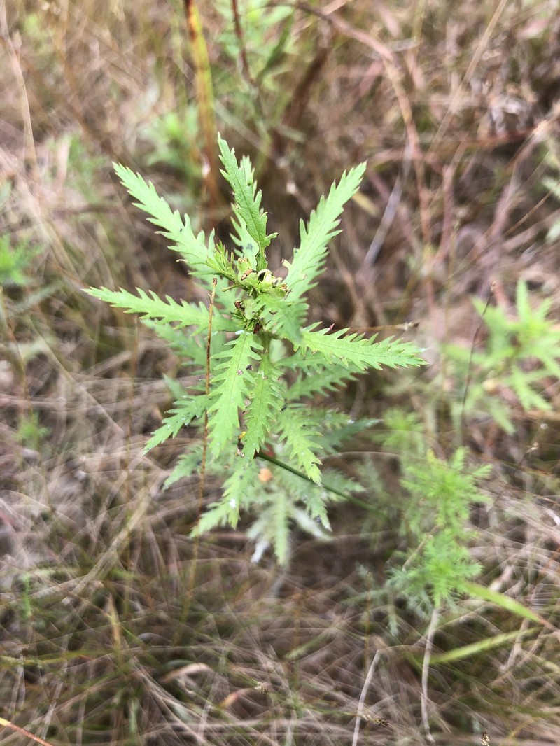 Intermediate Mermaidweed