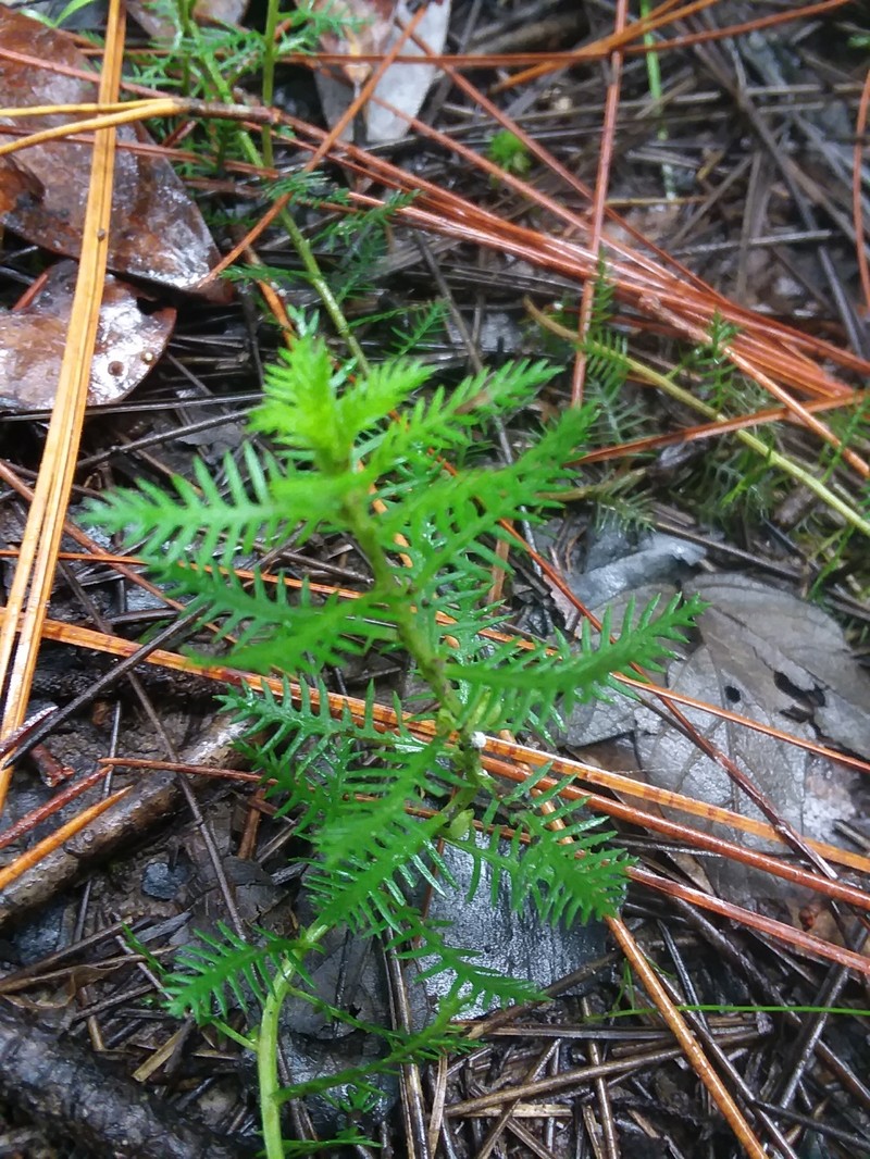 Intermediate Mermaidweed photo 2