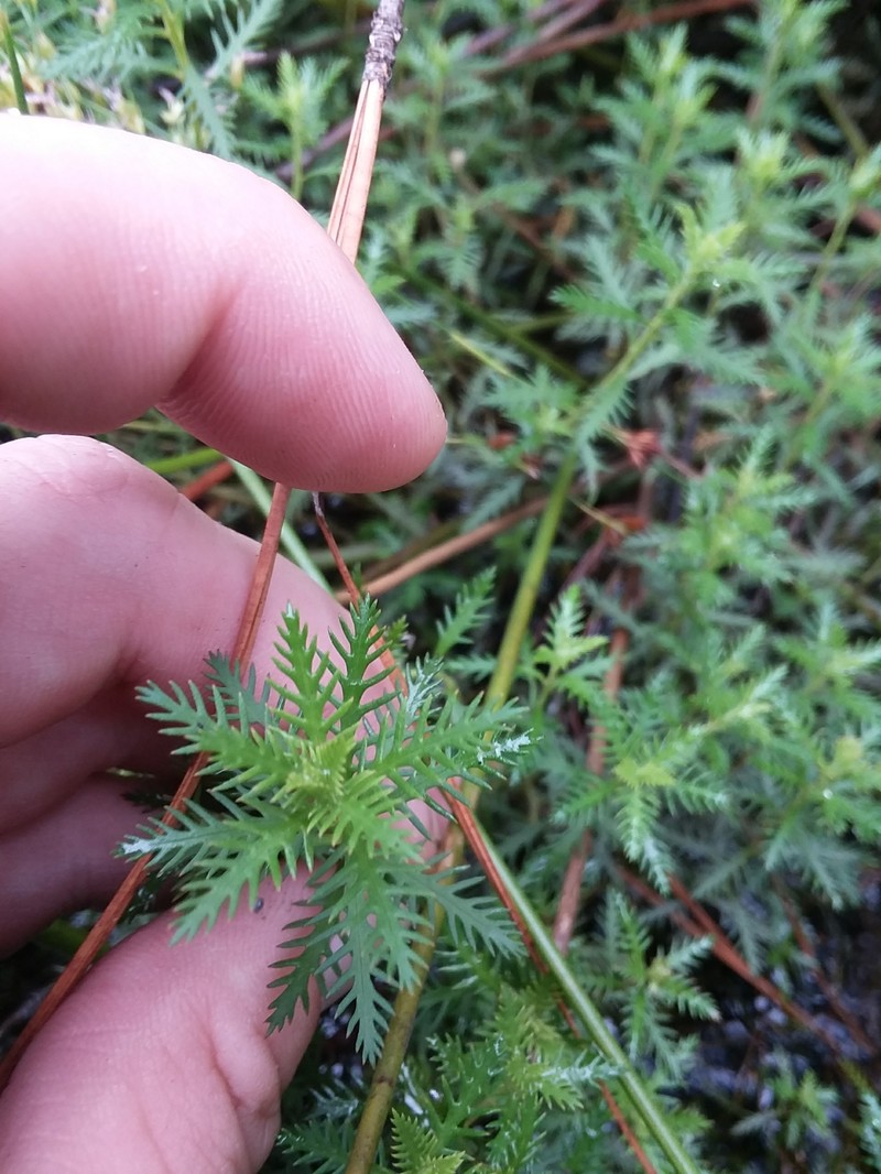 Intermediate Mermaidweed photo 3
