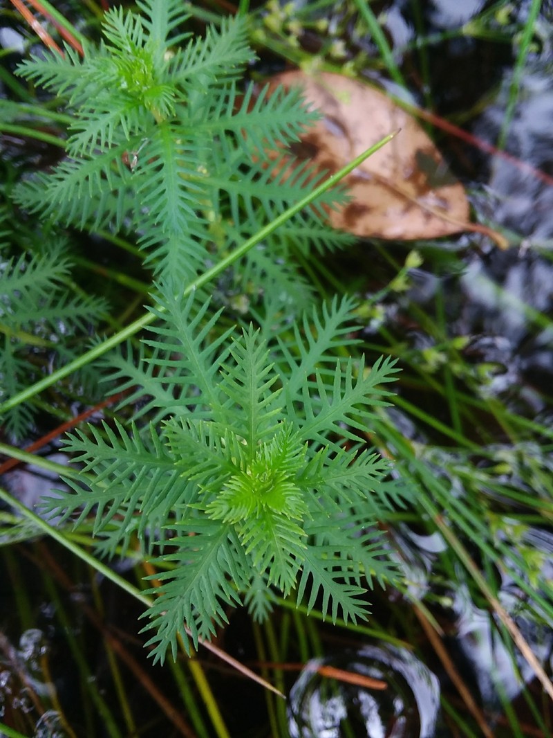 Intermediate Mermaidweed photo 4