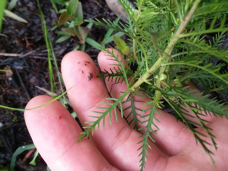 Intermediate Mermaidweed photo 5