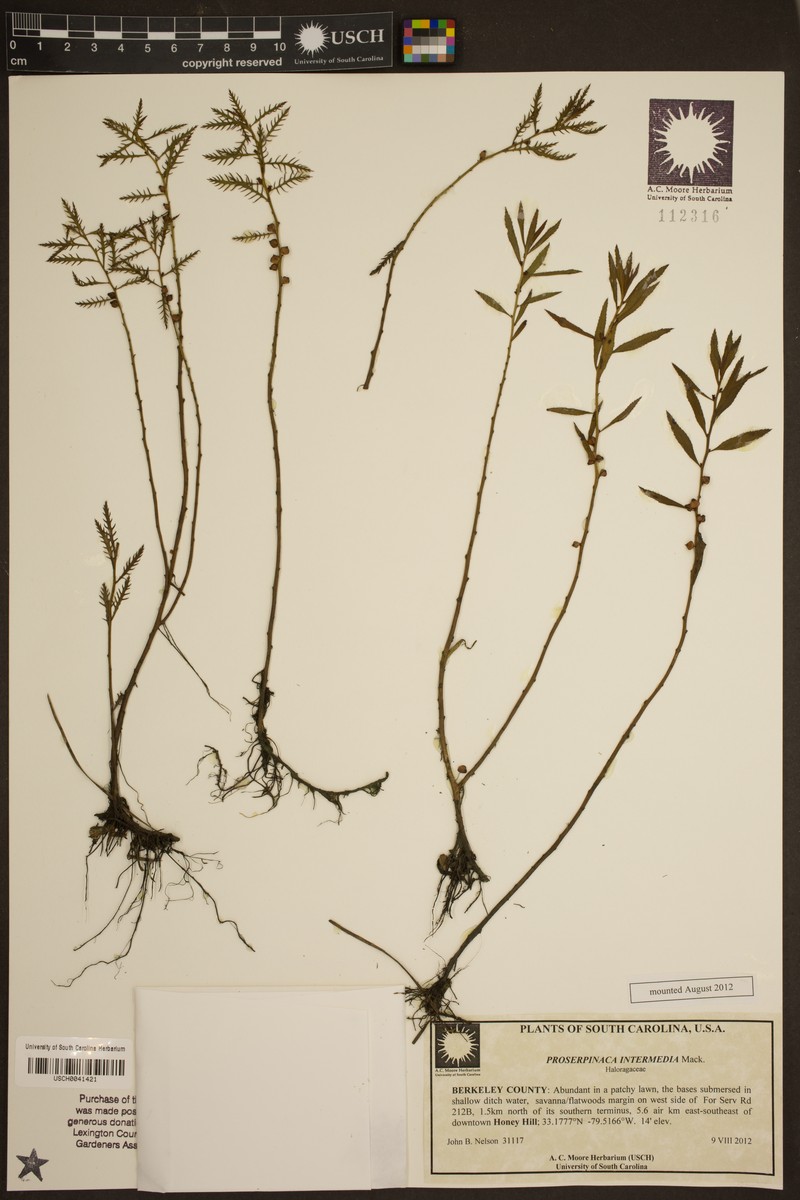 Intermediate Mermaidweed photo 6