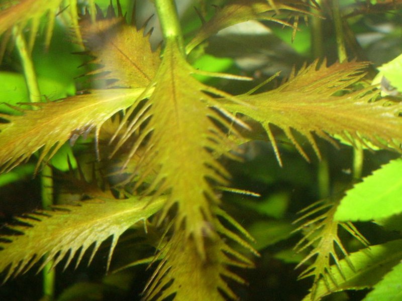 Marsh Mermaidweed photo 6