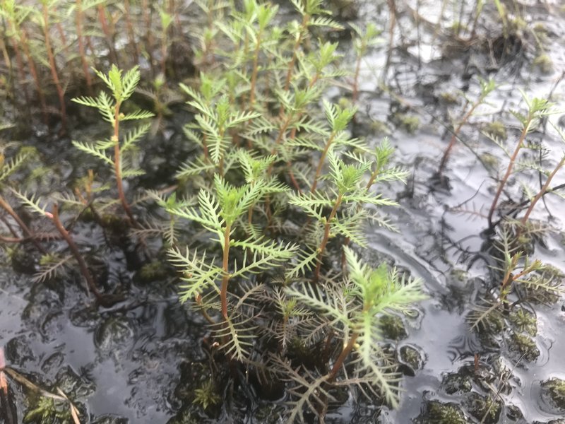 Marsh Mermaidweed photo 7