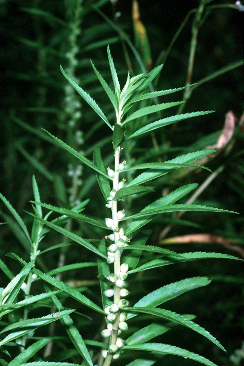 Marsh Mermaidweed