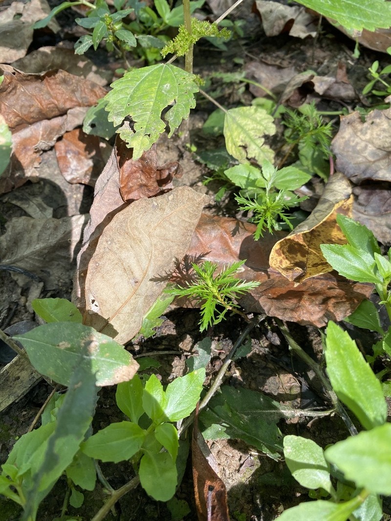 Marsh Mermaidweed photo 4