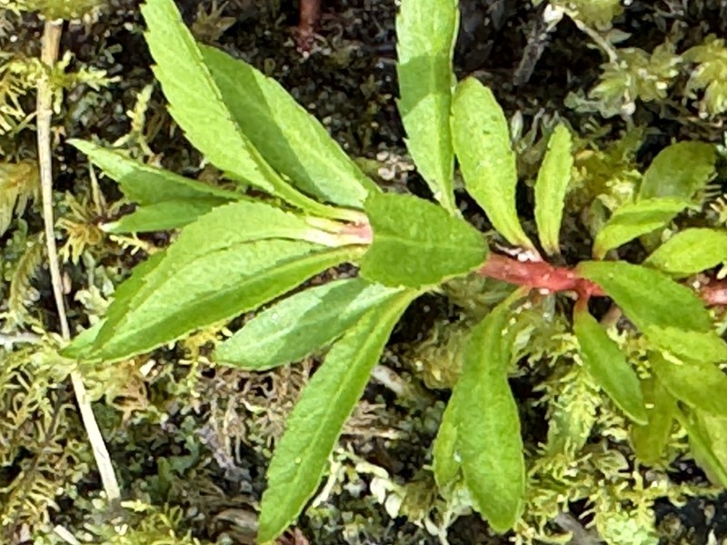 Marsh Mermaidweed photo 5