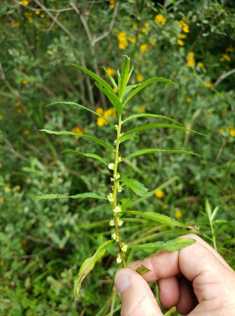 Marsh Mermaidweed photo 6