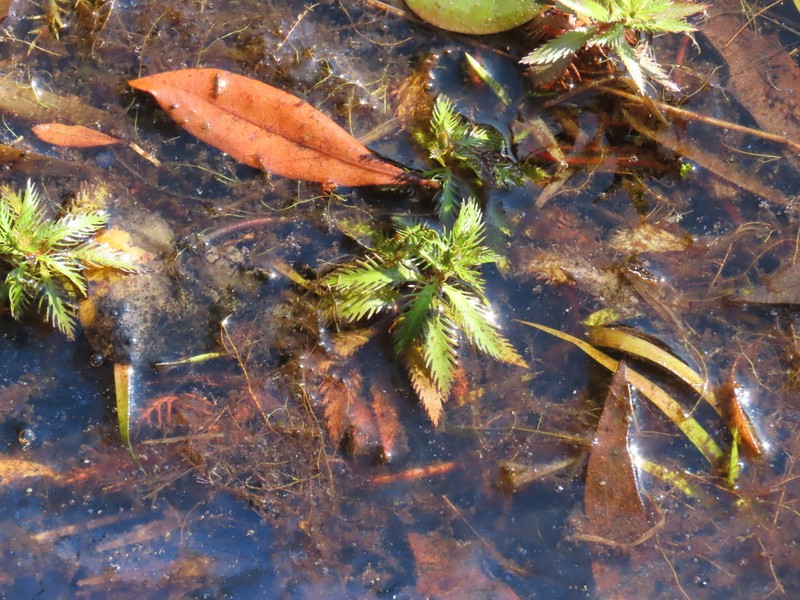 Marsh Mermaidweed photo 7