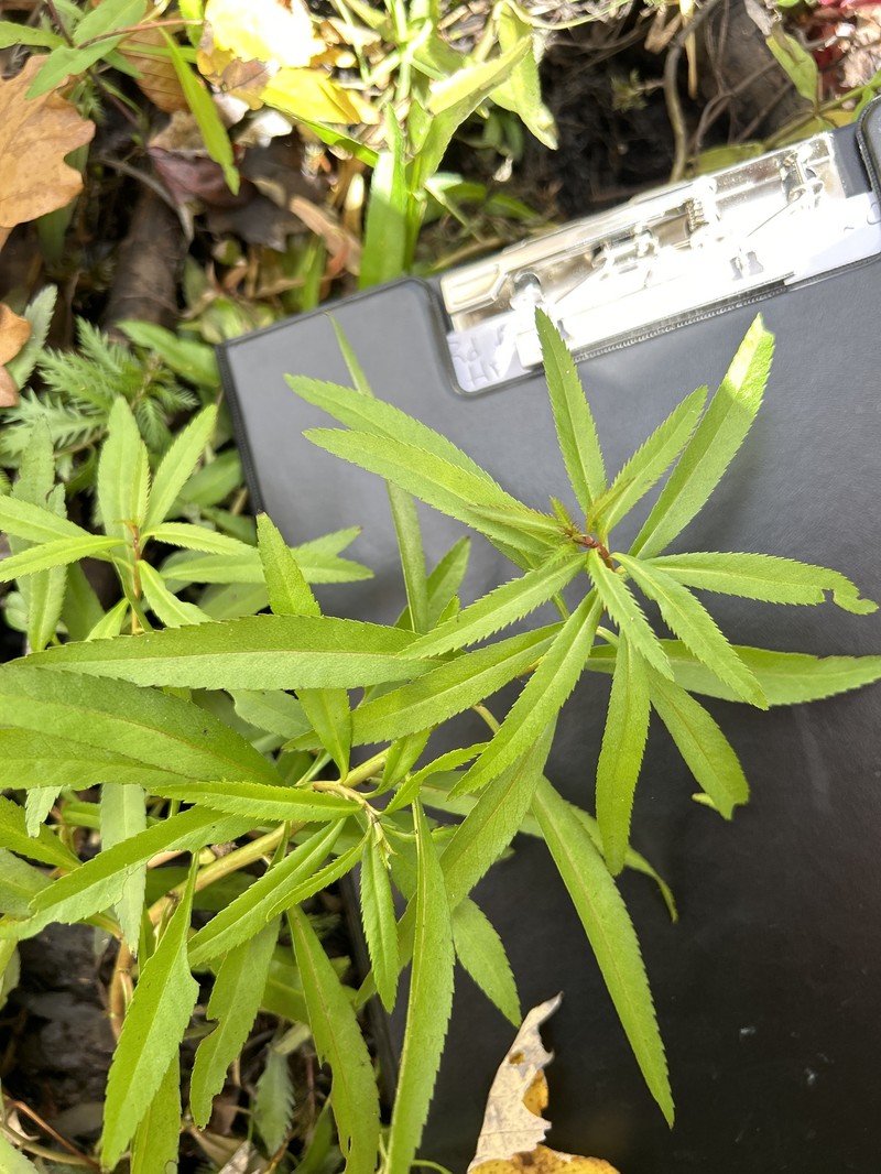 Proserpinaca palustris var. palustris