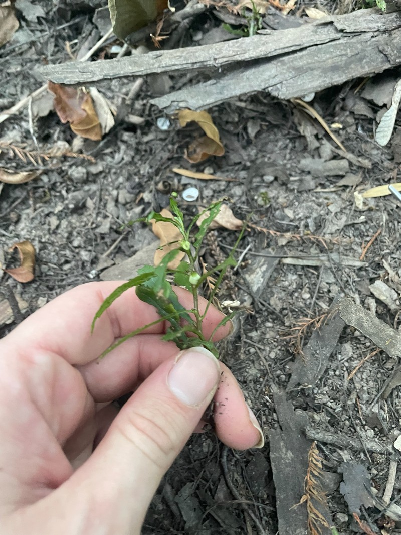 Proserpinaca palustris var. palustris photo 2
