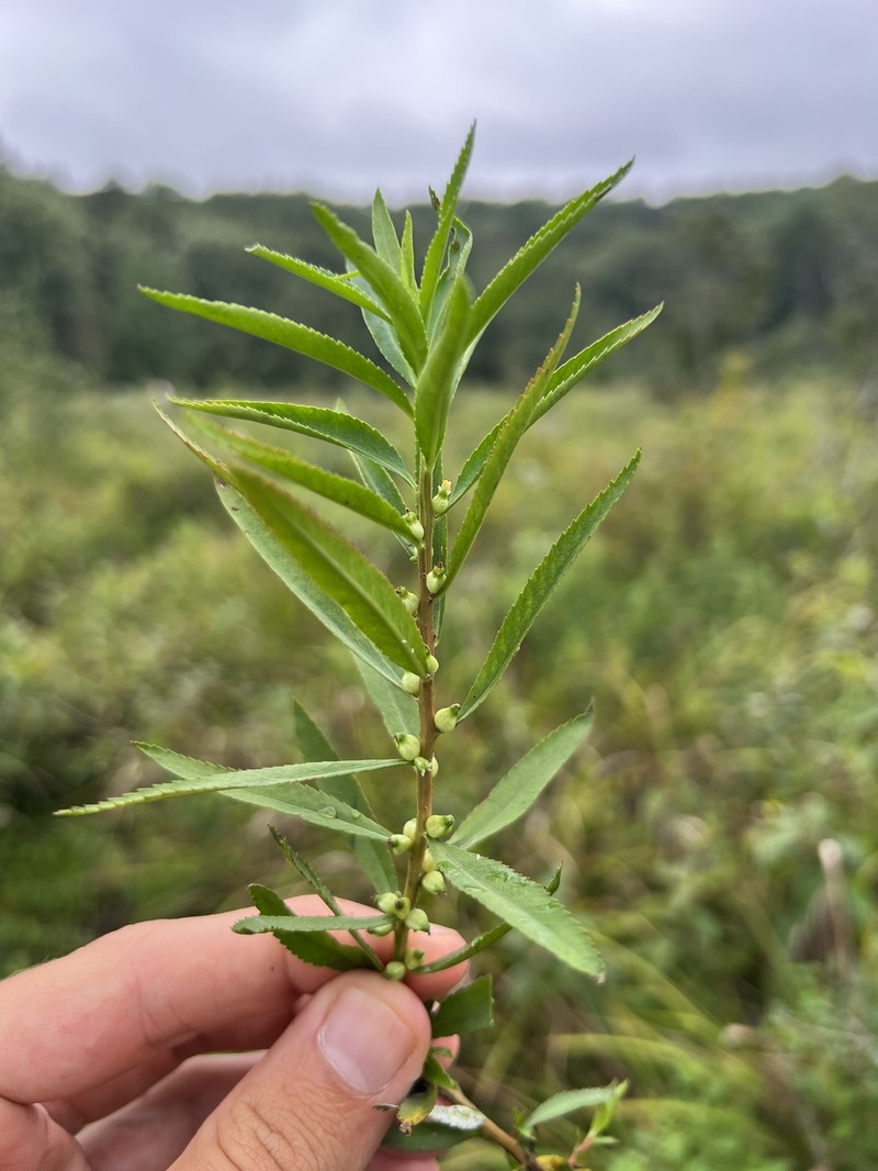 Proserpinaca palustris var. palustris photo 3