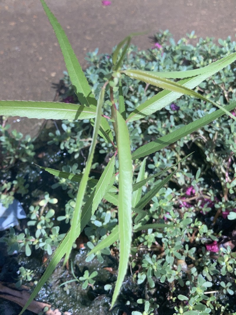 Proserpinaca palustris var. palustris photo 4