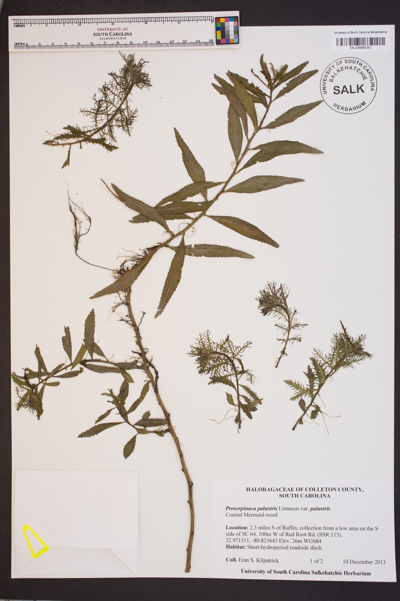 Proserpinaca palustris var. palustris photo 5