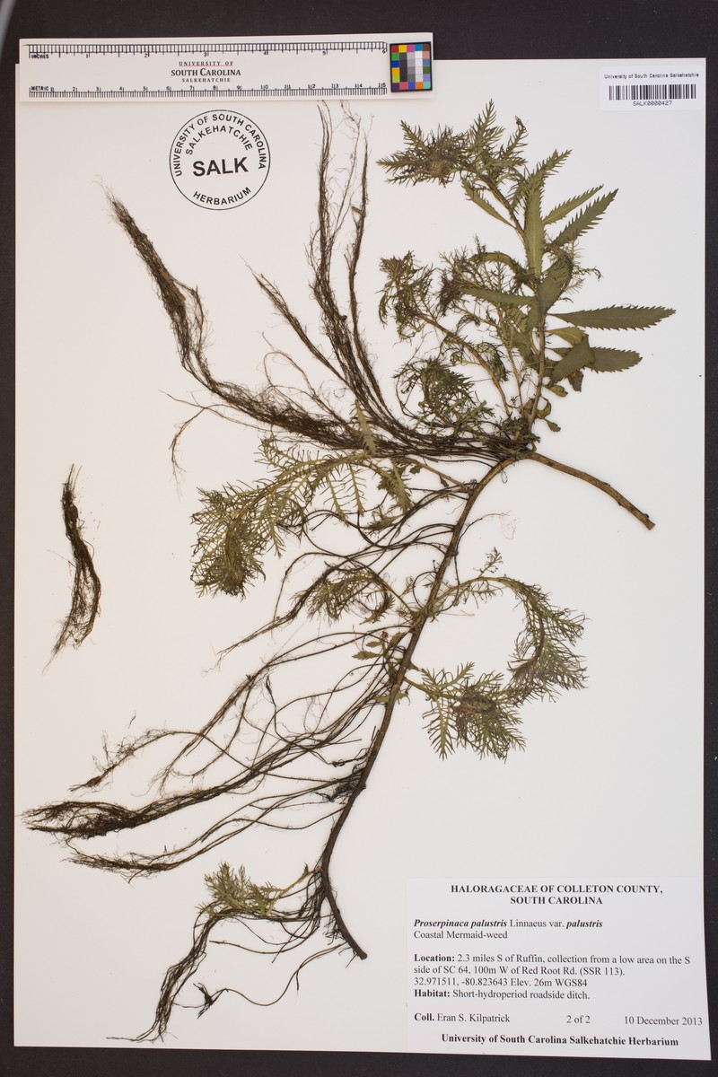 Proserpinaca palustris var. palustris photo 6