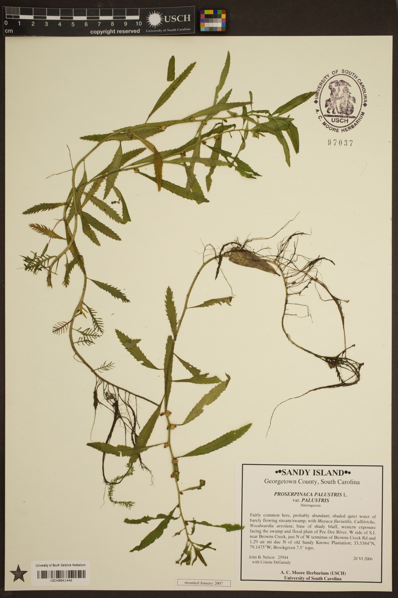 Proserpinaca palustris var. palustris photo 8