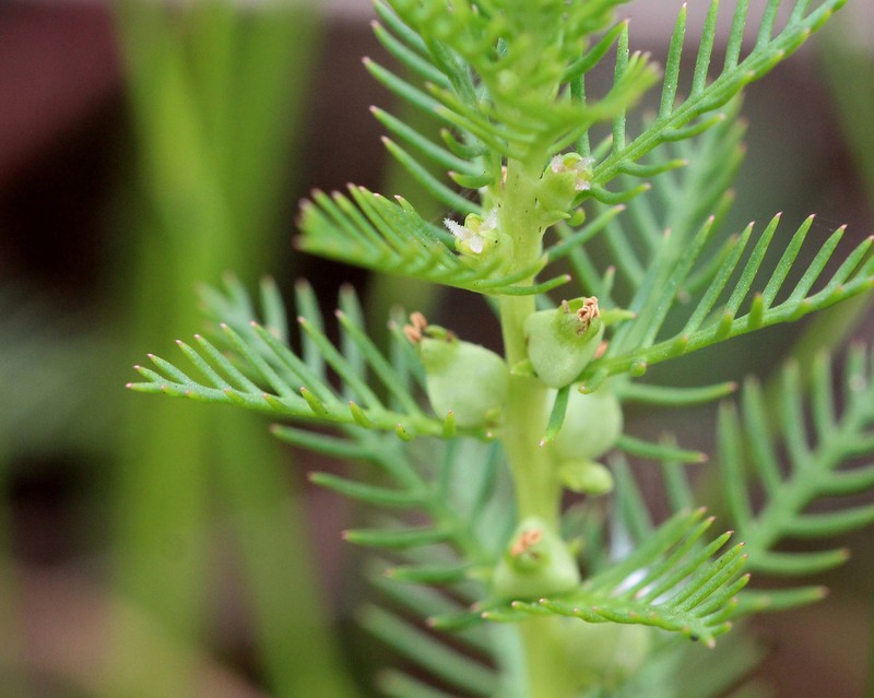 Combleaf Mermaidweed