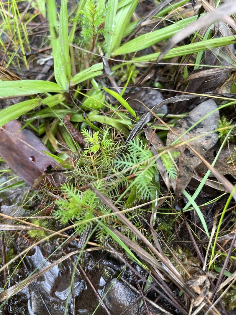 Combleaf Mermaidweed photo 3