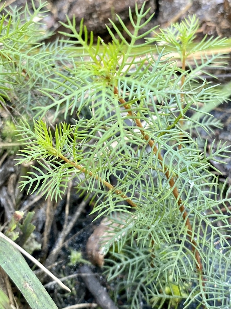 Combleaf Mermaidweed photo 4