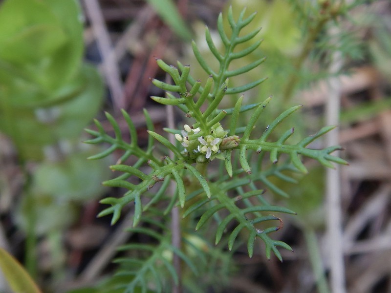 Combleaf Mermaidweed photo 5