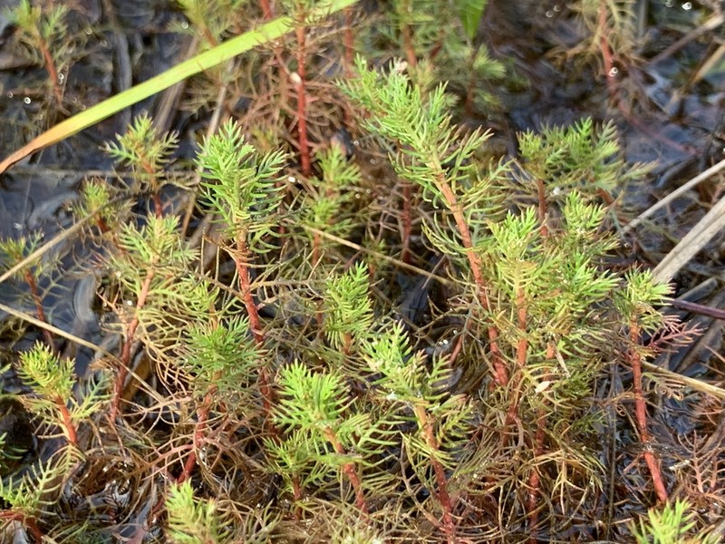 Combleaf Mermaidweed photo 6
