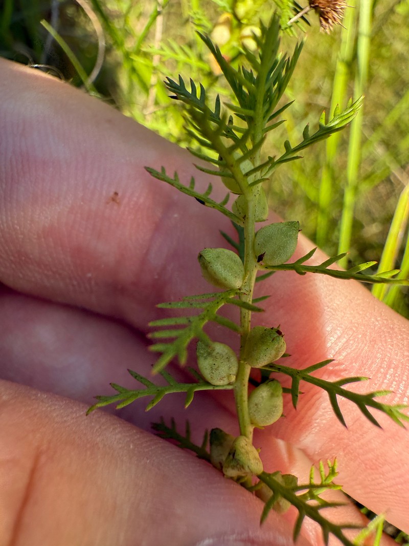 Combleaf Mermaidweed photo 7