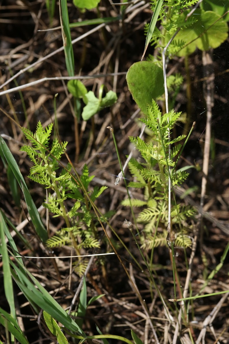 Combleaf Mermaidweed photo 8