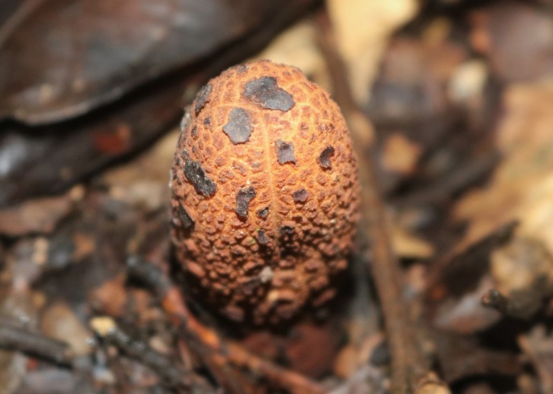Prosopanche panguanensis