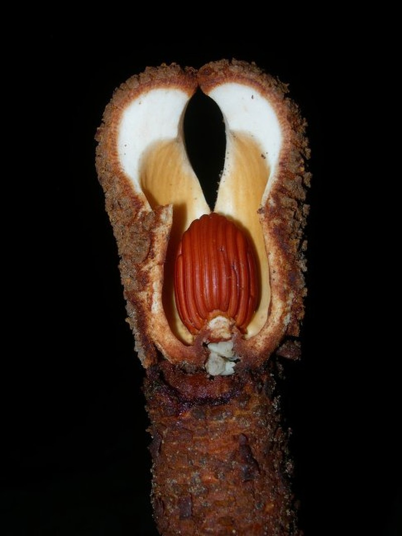 Prosopanche panguanensis photo 3