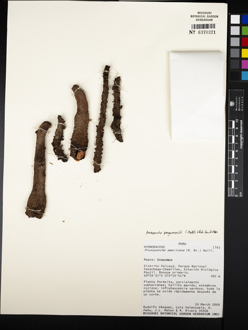 Prosopanche panguanensis photo 4
