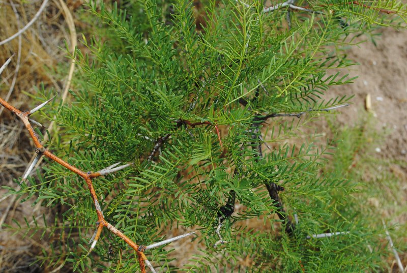 Prosopis alpataco