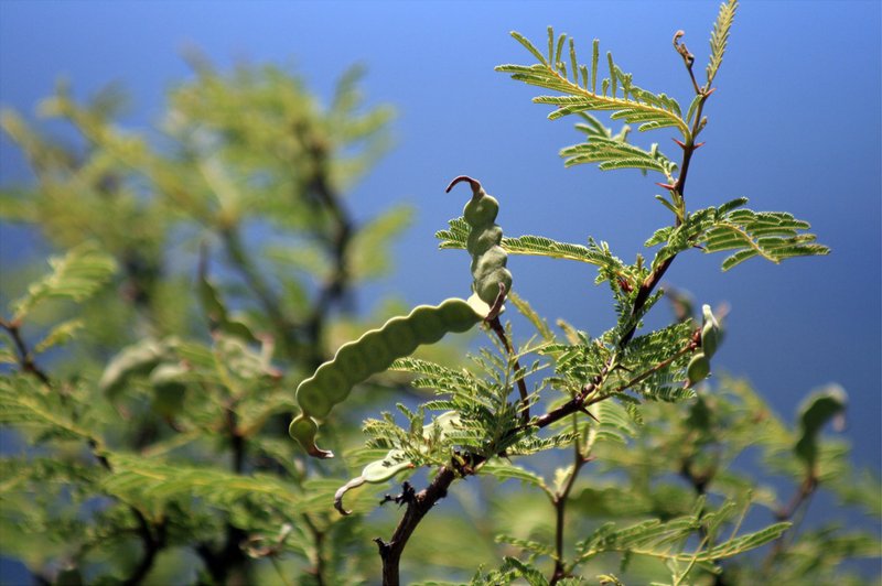 Prosopis argentina