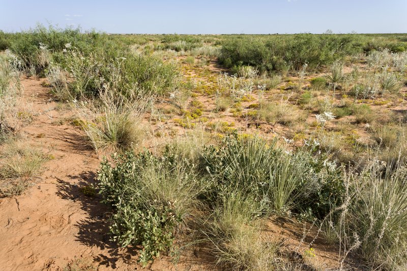 Prosopis campestris