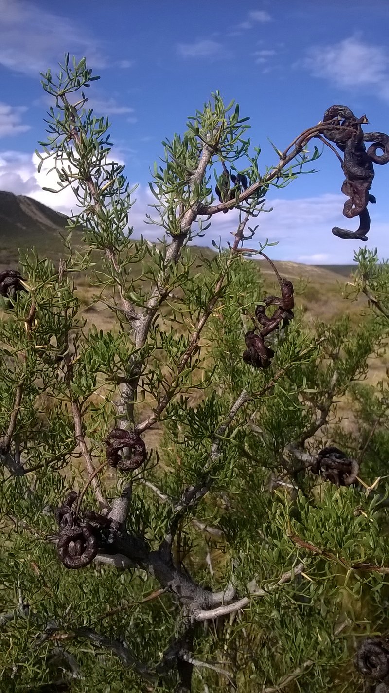 Prosopis denudans