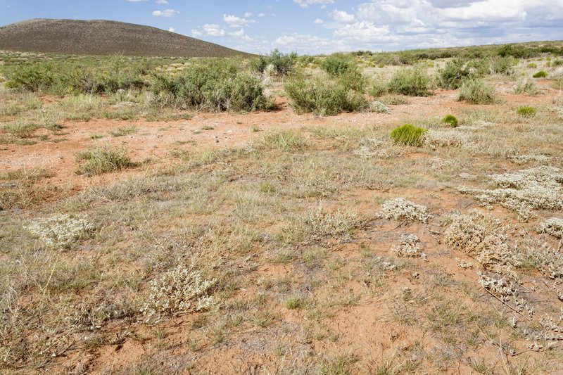 Prosopis elata