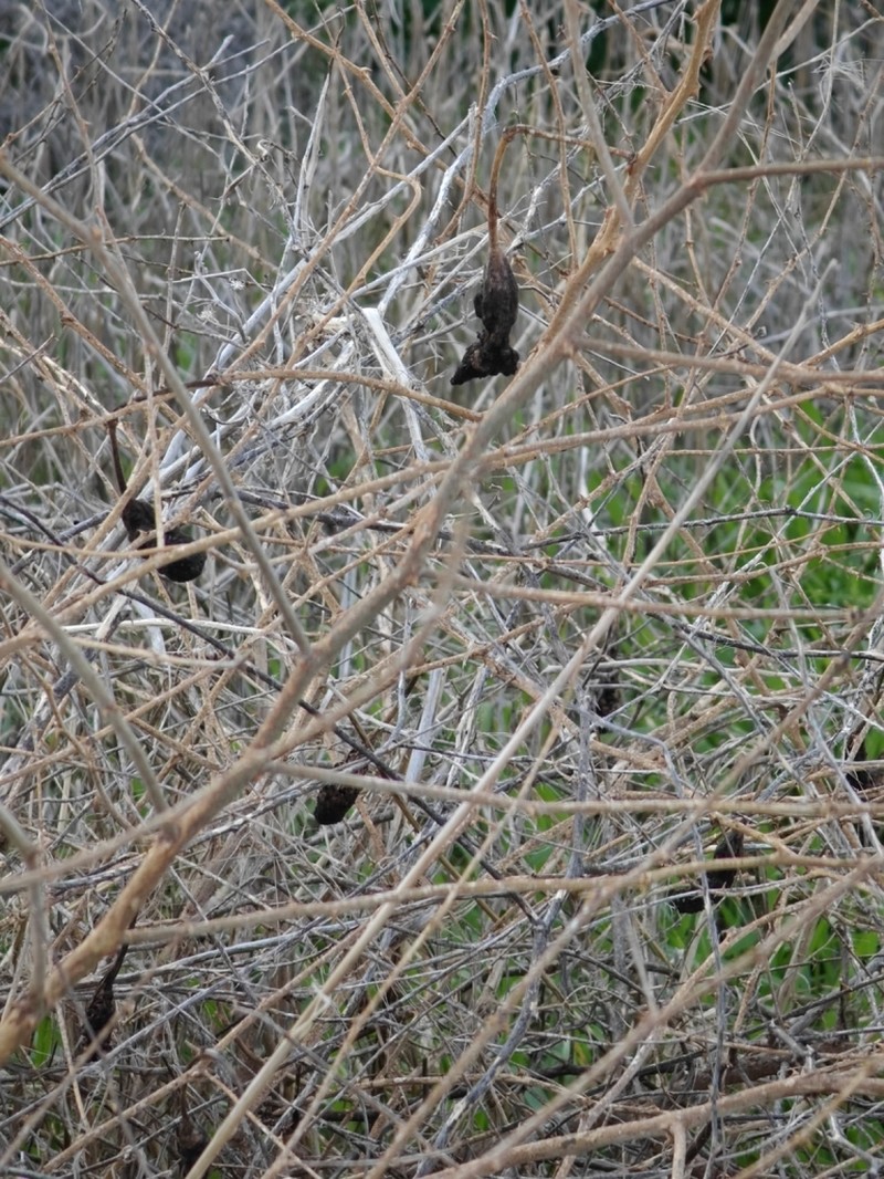 Syrian Mesquite photo 3