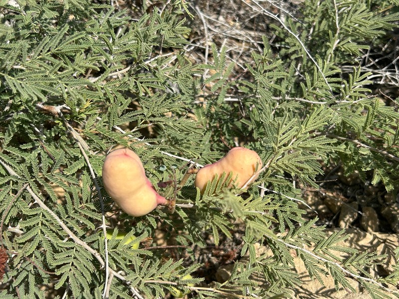 Syrian Mesquite photo 4