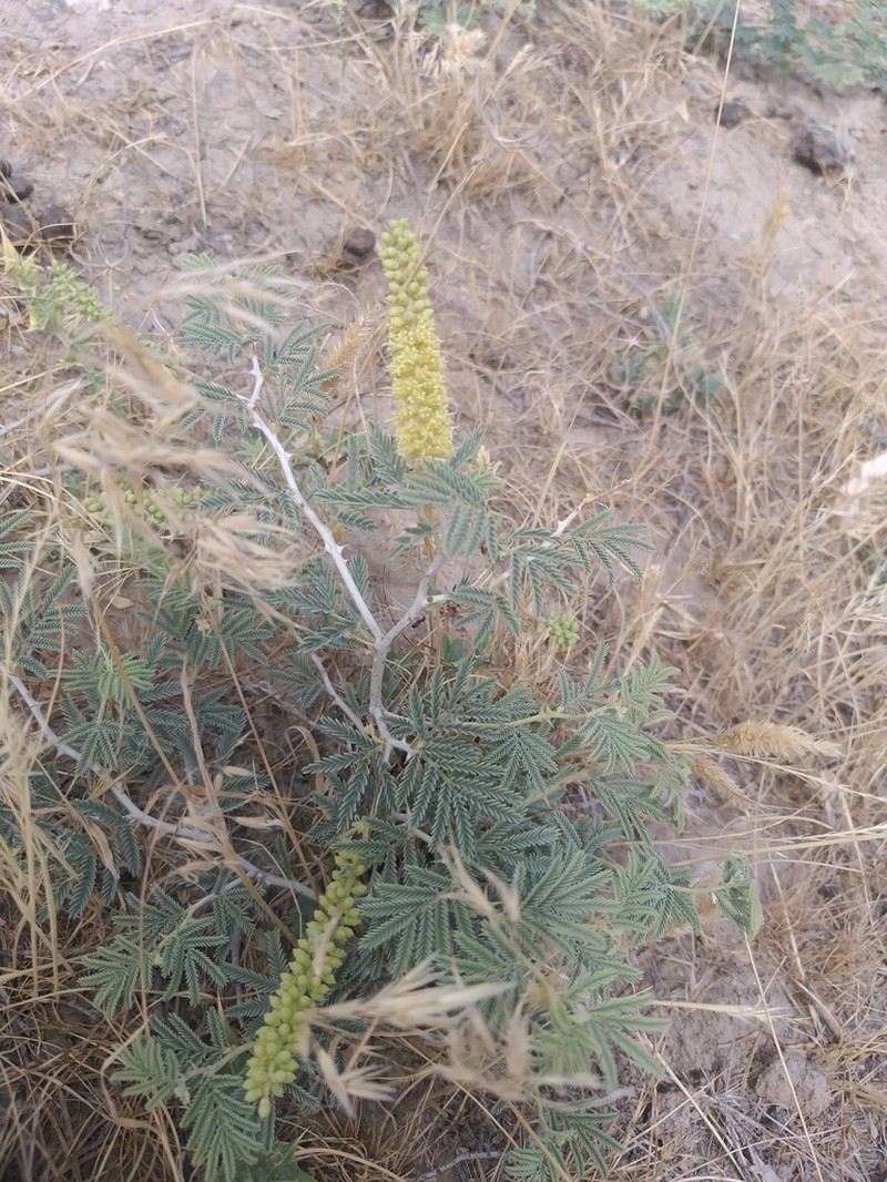Syrian Mesquite photo 5