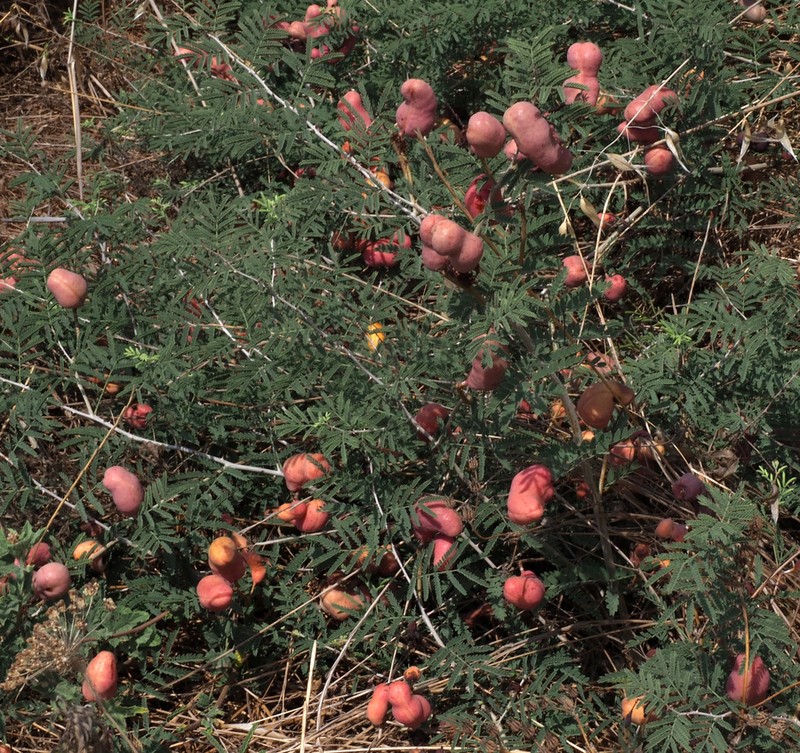 Syrian Mesquite photo 6