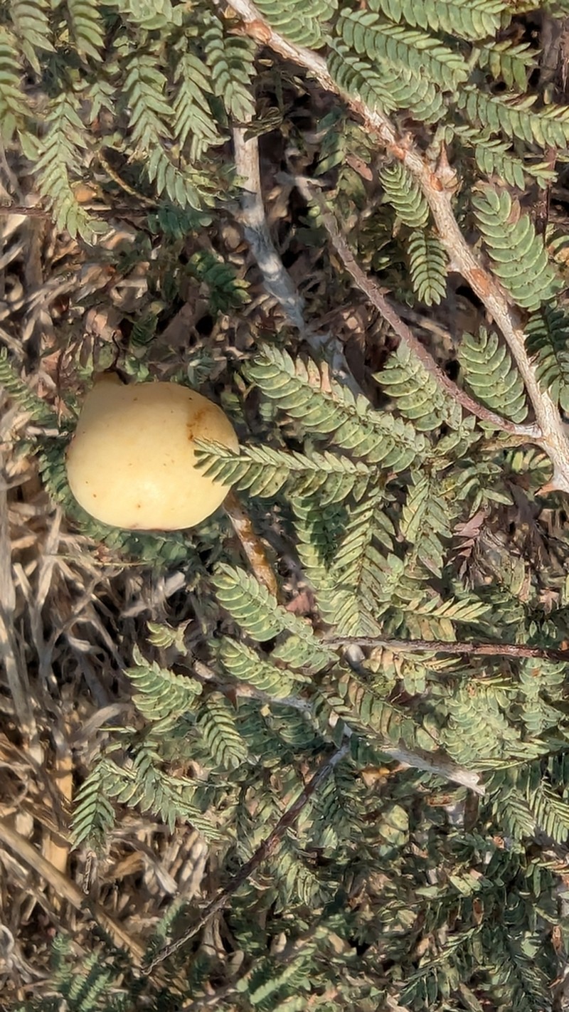 Syrian Mesquite photo 7