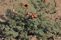 Syrian Mesquite