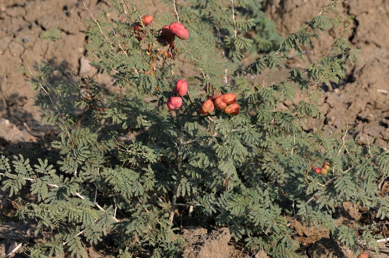 Syrian Mesquite
