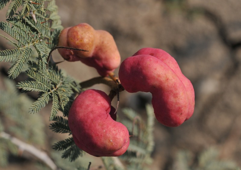 Syrian Mesquite photo 2
