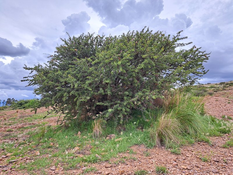 Prosopis fero