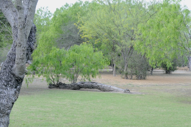 Honey Mesquite photo 4